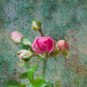 A Bud - A Rose Art Print