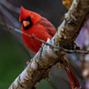 A Cardinal In Spring Art Print