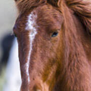 A Chestnut Horse Portrait Art Print