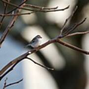 A Chipping Sparrow Art Print