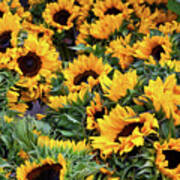 A Crowd Of Sunflowers Art Print