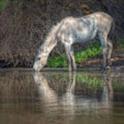 A Drink At The River Art Print