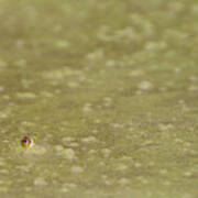 A Frogs Eye In Pond Muck Art Print