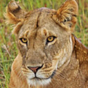 A Lioness In Kenya Art Print