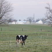A Lone Cow On The Farm Art Print