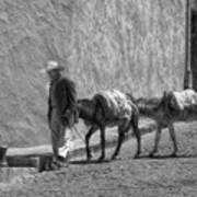 A Man With Two Burros Art Print