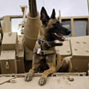 A Military Working Dog Sits On A U.s Art Print