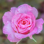 A Pink Rose Kissed By Morning Dew. Art Print