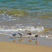 A Quartet Of Sandpipers At Water's Edge Art Print
