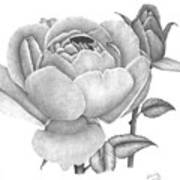 A Rose Bloom Art Print