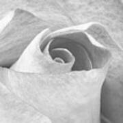 A Rose Is A Rose Black And White Floral Photo 753 Art Print