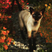 A Siamese Cat Is Looking Art Print