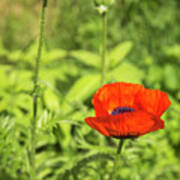 A Single Poppy Flower 2016 Art Print