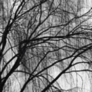 A Weeping Willow In Black And White Art Print