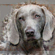 A Weimaraner Art Print