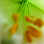 Abstract Easter Lily Art Print