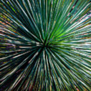 Abstract Nature Desert Cactus Photo 207 Blue Green Art Print