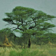 Acacia Tree And Termite Hills Art Print