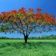 Acacia Tree Flowering Art Print