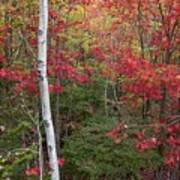 Acadia Fall Colors Art Print