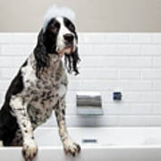 Adorable Springer Spaniel Dog In Tub Art Print