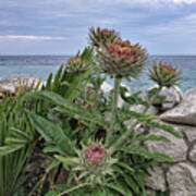 Adriatic Artichokes Art Print