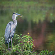 Advice From A Great Blue Heron Art Print