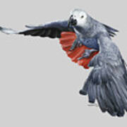 African Grey Parrot Flying Art Print