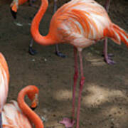 African Lesser Flamingos, Ft. Worth Zoo Art Print