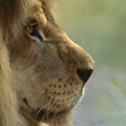 African Lion Panthera Leo Male Portrait Art Print