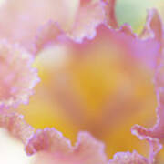 Afternoon Delight Macro. The Beauty Of Irises Art Print