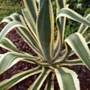 Agave Americana Art Print