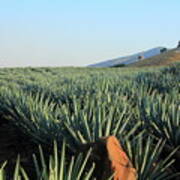 Agave Fields Art Print