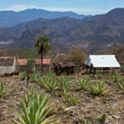 Agave In The Mountains Art Print