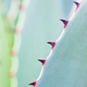 Agave Parryi Abstract Art Print
