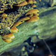 Aged Mushroom Botanical / Nature Photograph Art Print