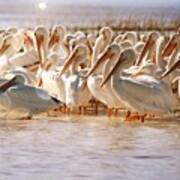 Aglow White Pelicans Art Print