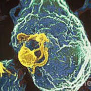 Aids Virus Infecting A T-cell Art Print