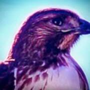 Ak-chin Red-tailed Hawk Portrait Art Print