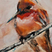 Allen's Hummingbird Art Print