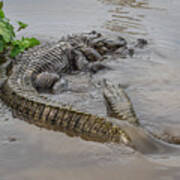 Alligators Courting Art Print
