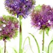 Alliums Art Print