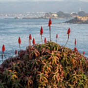 Aloe Over Monterey Art Print