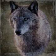 Alpha Wolf Portrait Art Print