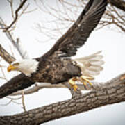 America Bald Eagle Taking Flight From A Tree Branch Art Print