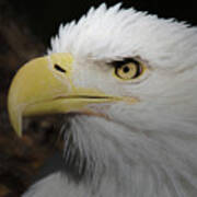 American Bald Eagle Portrait 2 Art Print