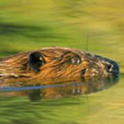 American Beaver Swimming Art Print