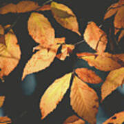 American Beech Leaves Art Print