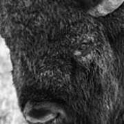 American Bison Closeup In Black And White Art Print