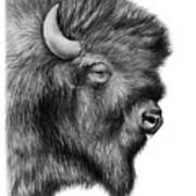 American Bison Art Print